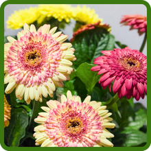 Large Blooms of Gerbera Flowers