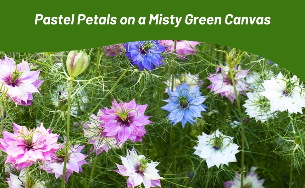 Mixture of Love In a Mist Flowers