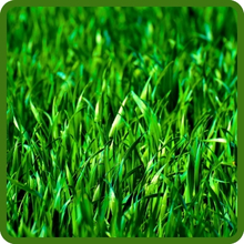 Dark Green Royal TXD Bermuda Grass Seed
