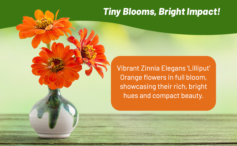 Zinnia Lilliput Orange Cut Flowers in Vase