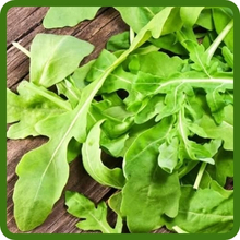 Nutritious and Versatile Arugula Herb