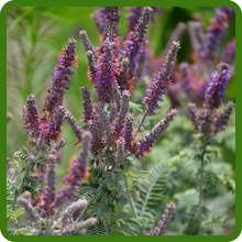 Leadplant Purple Ornamental Appeal