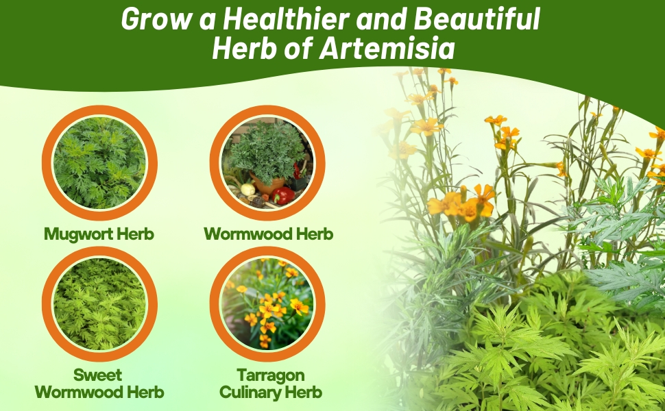 Tarragon, Mugwort, & Wormwood Varieties of Artemisia