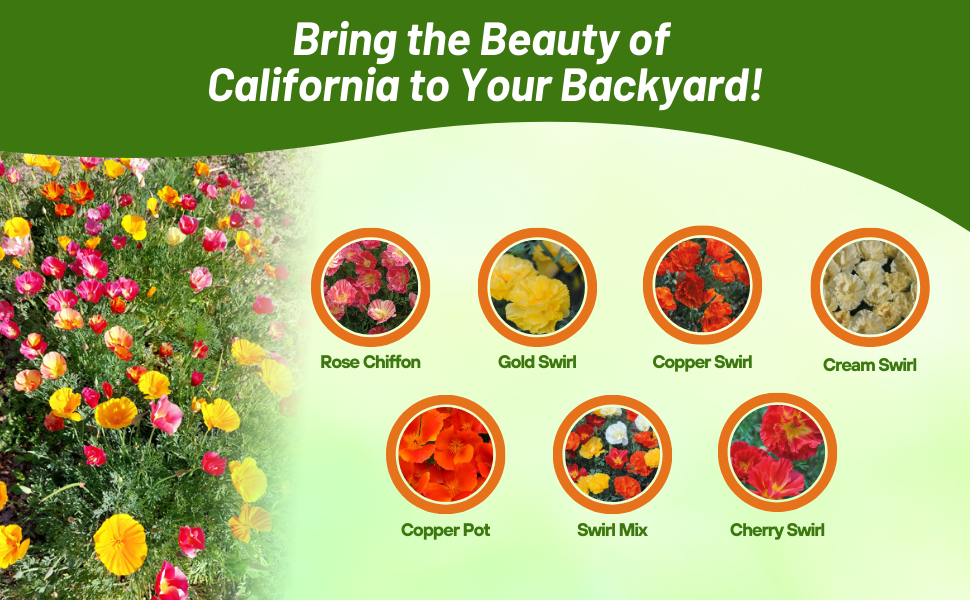 California Poppy Drought Tolerant Poppies