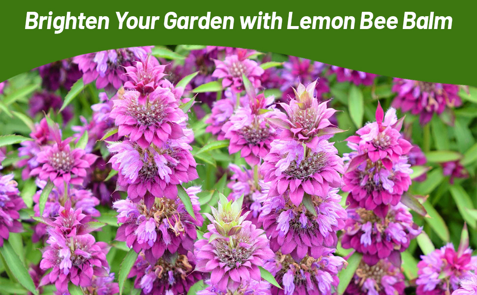 Brilliant Flowers of Lemon Bee Balm