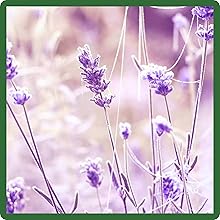 Deep Rooted, Cold Tolerant Rocky Mountain Penstemon