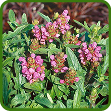 Rose Prunella Flowers Grown From Seeds