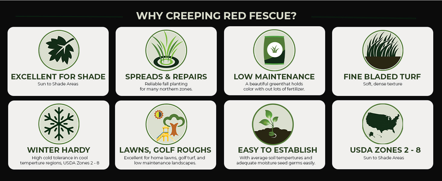 Creeping Red Fescue Grass Characteristics