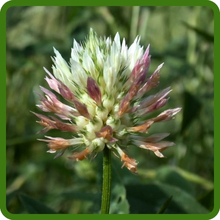 Arrow Leaf Clover Blossom