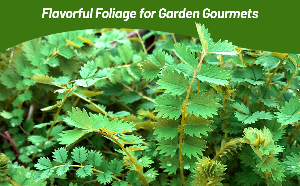 Flavorful Foliage of Salad Burnet Herb Garden Plants
