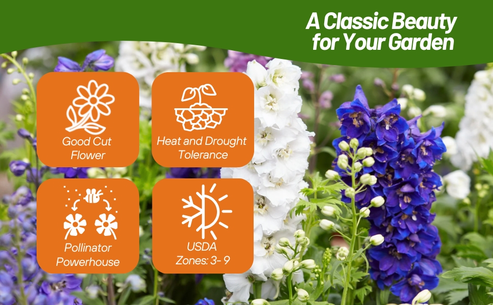 Heat & Drought Tolerant Rocket Larkspur