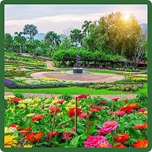 Drought Tolerant Dryland Wildflowers