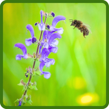 Pollinator Friendly