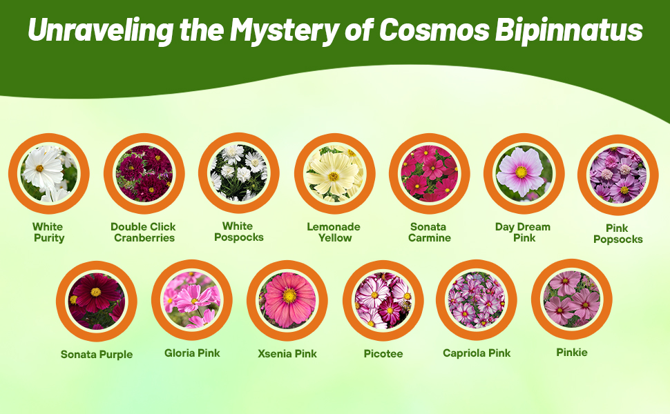 Over a Dozen Cosmos Varieties Shown in Chart