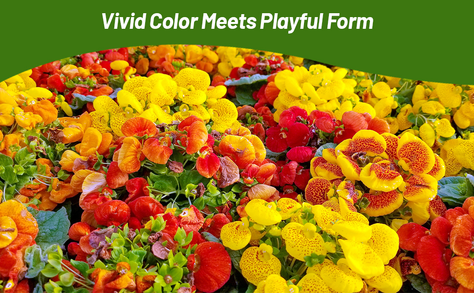 Flower Garden of Slipper Flowers Creating Beautiful Mixture