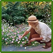 Easy to Grow & Maintain Erigeron Daisy Flowers