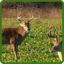 Deer Greens Is Suitable for Deer Nutrition