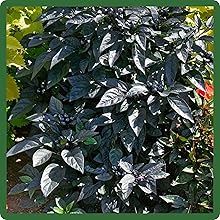 Unique Dark Foliage of Black Pearl Capsicum Pepper