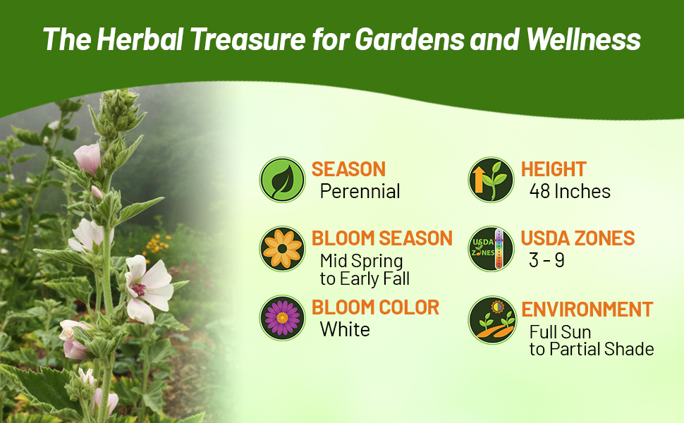 Perennial Marsh Mallow Flowers For Full Sun to Partial Shade