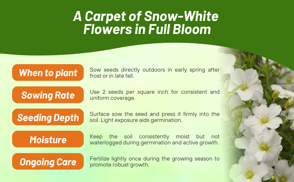 Planting Directions & Seeding Rate For Arenaria Montana Flower Seeds
