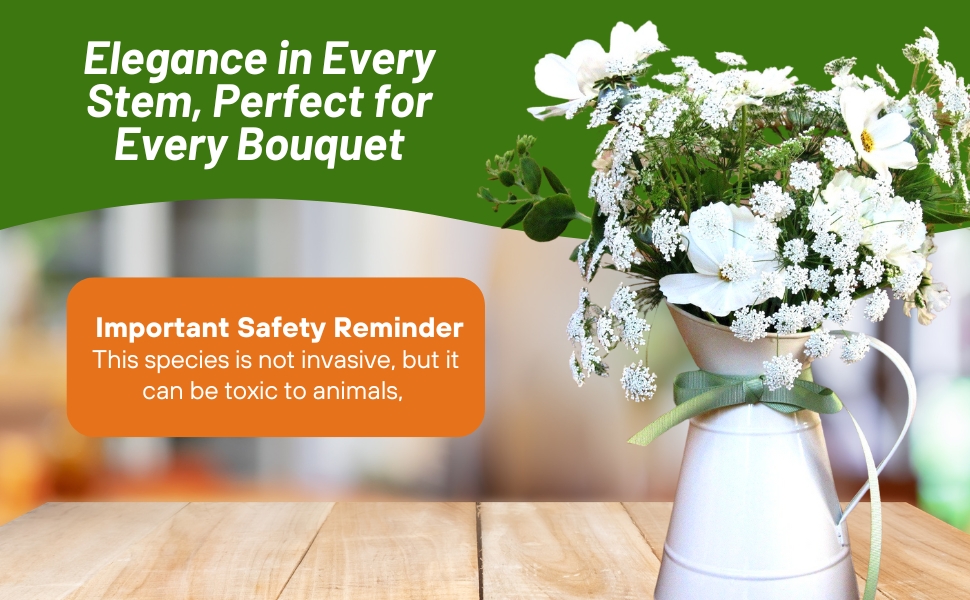 Queen Anne's Lace Bishop's Flower Cut Flowers in Vase