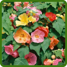 Abutilon Colorful Bell-Shaped Blooms