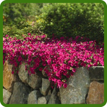 Cascading Purple Classic Wave Petunia