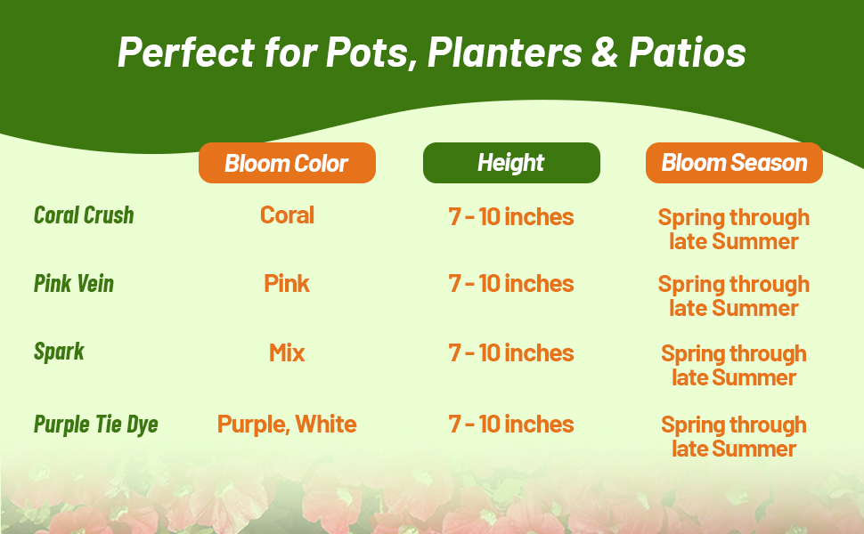 Bloom Season, Color, & Height Chart For Shock Wave Petunia Flowers