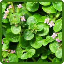 Dense, Compact Corsican Mint Ground Cover