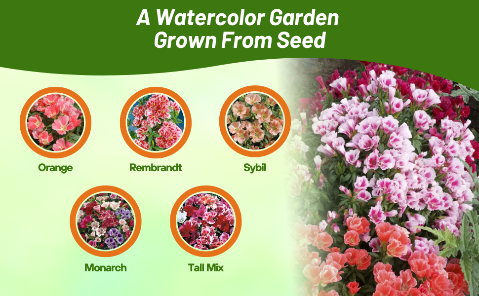Varieties of Godetia Outsidepride Offers