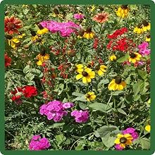 Perennial and Annual Southeast Wildflower Seed Mixture
