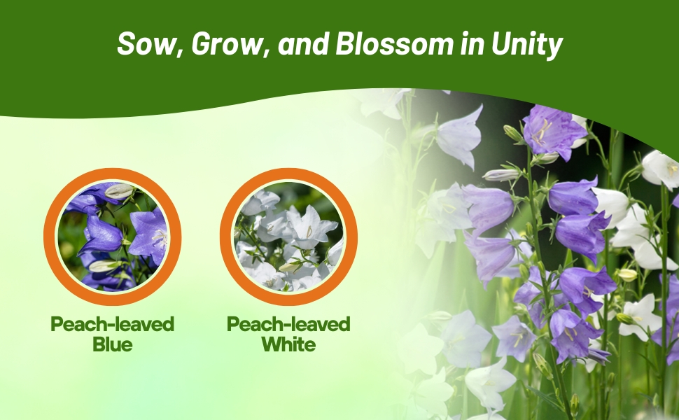 Peach-leaved Bellflower Blue & White Varieties