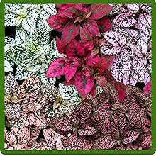 Unique, Vibrant Color of Hypoestes Plants