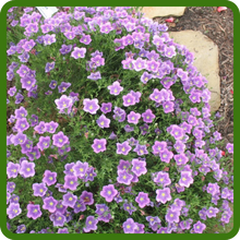 image of flower