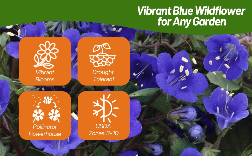 Drought Tolerant California Bluebell Flowers USDA Zones 3 - 10