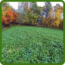 Deer Greens Adaptable to Soil Types