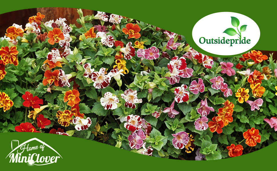 Mimulus Flower Garden Mix