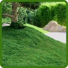 Herniaria Glabra Green Carpet Foot Traffic Resilient