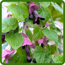 Purple Bell Vine With Tropical Foliage