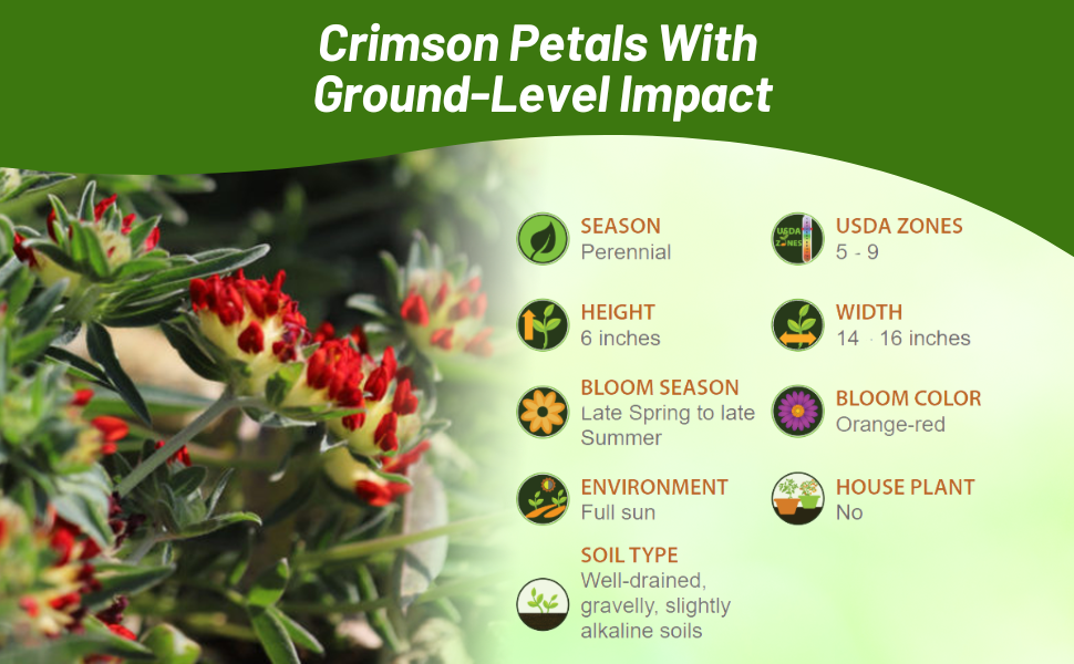 Full Sun Anthyllis Ground Cover Plants
