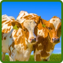 Field of Brassica For Livestock Grazing