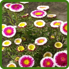 Heat & Drought Tolerant Callistephus Tall Pompon Aster Flowers