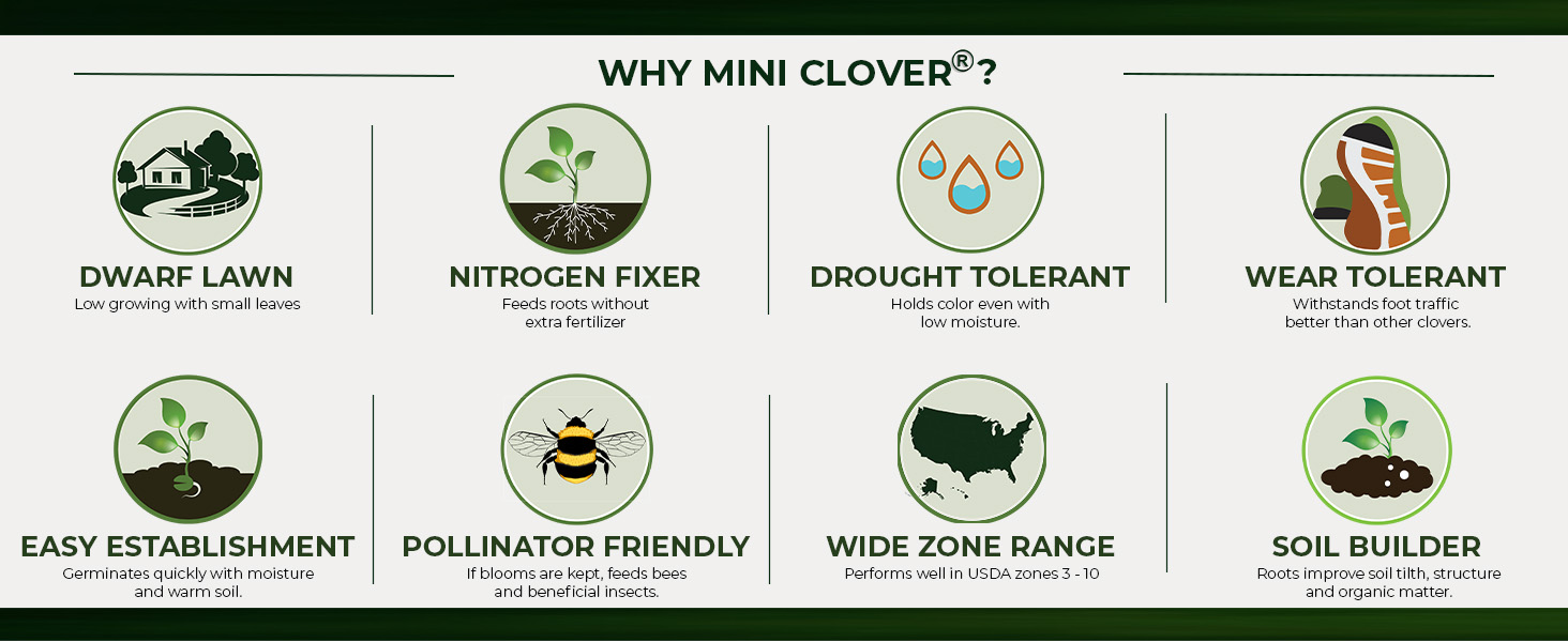 Miniclover Dwarf Clover Seeds