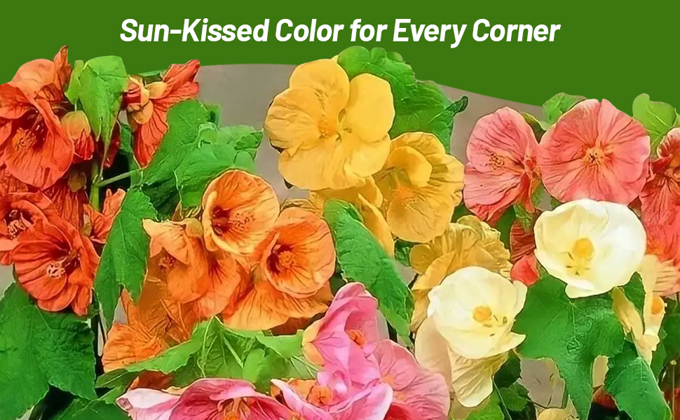 Pink, Yellow, Orange, and Red Flowering Abutilon Parlor Maple Plants
