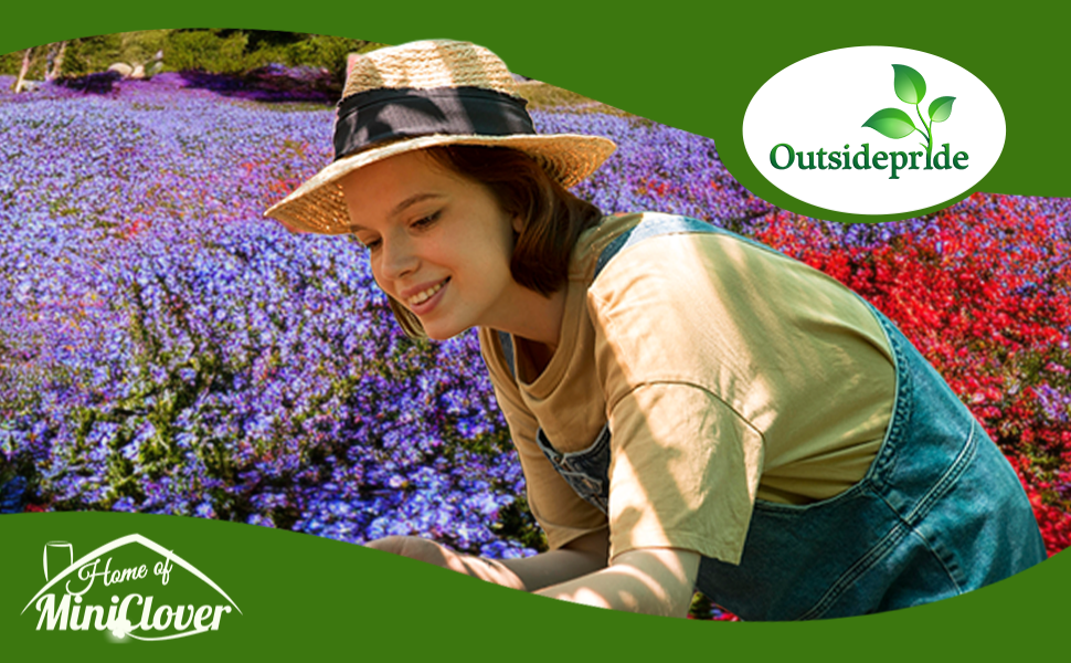 Aubrieta Rock Cress Ground Cover Flower Garden