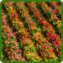 Rows of Zinnia Elegans Flower Seed Mixtures on Farm