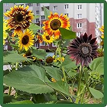 Fast Growing Helianthus Annuus Sunflower Plants