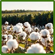 Field of Cotton Plants
