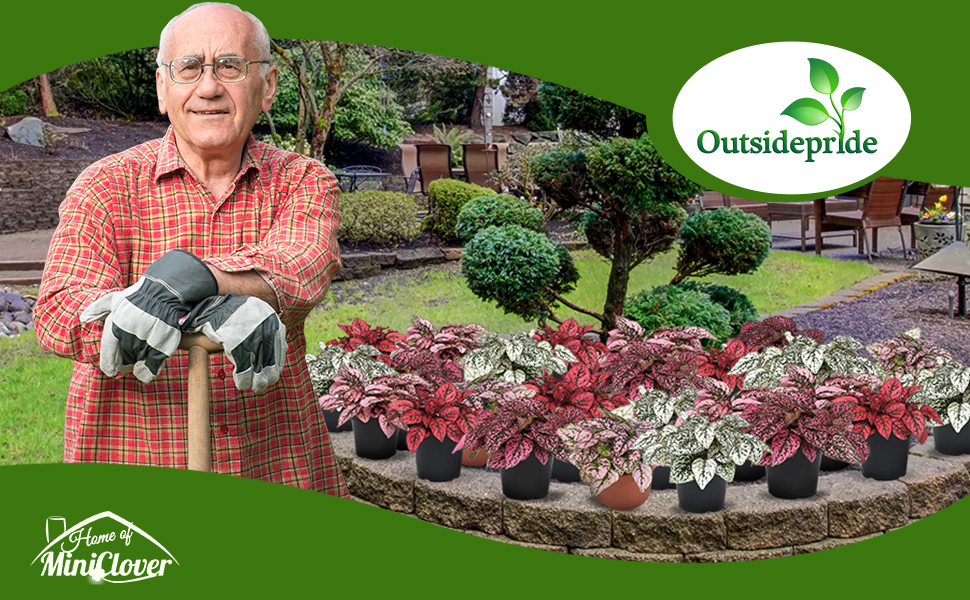 Hypoestes Indoor & Outdoor Container Foliage Plants