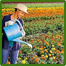 Women Watering Tagetes Patula French Marigold Flower Garden